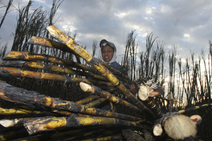 Las consecuencias más crudas las viven los pequeños productores. Foto: Cuartoscuro