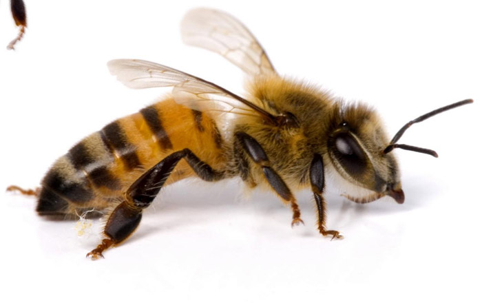 La alarma se ha extendido por EU. Foto: Departamento de Agricultura de EU