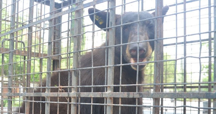 Personal de Parques y Vida Silvestre de Nuevo León capturan a una osa en un campo de golf de Monterrey Osa Monterrey