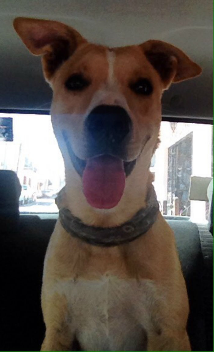 Ük, el cachorro mestizo adoptado por una pareja residentes del fraccionamiento. Foto: Cortesía.