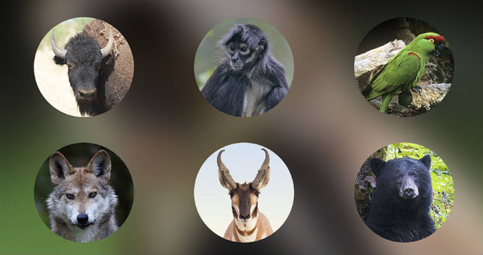 WWF busca con campaña en DF sensibilizar sobre especies en extinción