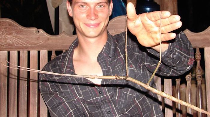 El entomólogo Joaquim Bresseel sostiene un insecto palo de 32 centímetros y ni siquiera es considerada el ejemplar de esta especie más larga. Foto: Bresseel & Constant, Royal Belgian Institute of Natural Sciences.