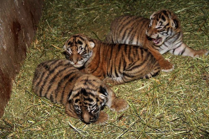 Tres cachorros de tigres de bengala nacen en Zacatecas Foto: Especial