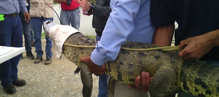Entre las especies que se encuentran sujetas a una gran presión por el tráfico ilegal de vida silvestre se encuentra la Guacamaya y el Ocelote. Foto: Profepa.