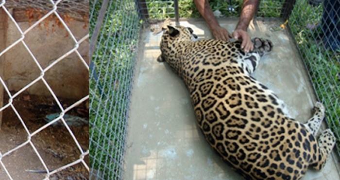 Jaguar rescatado en Oaxaca