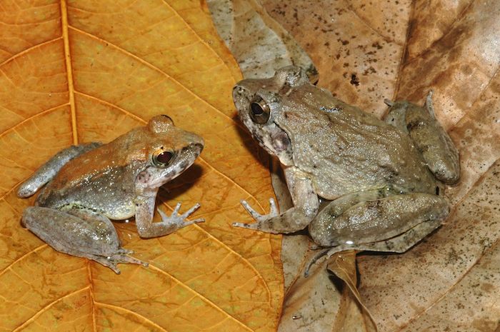 Esta rana también se conoce como "la Indonesia", la Limnonectes Larvaepartus habita principalmente en Sulawesi, Indonesia. Foto: Jimmy A. McGuire.