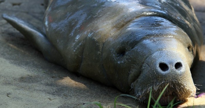 el jaguar, la vaquita marina, el manatí, la guacamaya roja, la tortuga caguama y la orquídea, son algunas de las dos mil 600 especies animales y vegetales que están en riesgo de desaparece