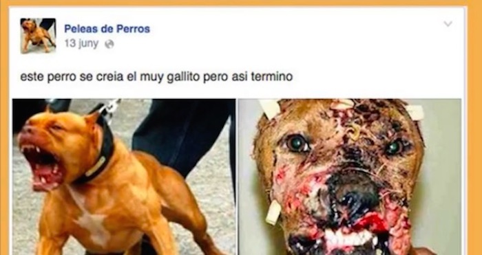 La red social permitía imágenes con contenido gráfico violento, por lo que se inició la campaña para probar qué eliminaría primero: peleas de perros o senos desnudos.