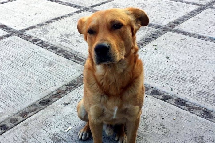 Vecinos de la delegación Iztapalapa presentaron más de 100 firmas para evitar que fuera sacrificado . Foto: