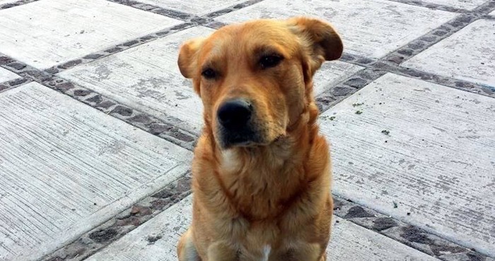 Bajo el argumento de que no son adoptables, PETA da muerte a perros y gatos Foto: Cuartoscuro / Archivo