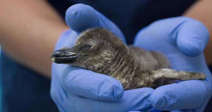 La reproducción exitosa de estos ejemplares, a menos de un año de haber llegado a Veracruz, es un nuevo logro que posiciona, nuevamente, a esta institución como líderes en materia de conservación de fauna silvestre. Foto: www.veracruz.gob.mx