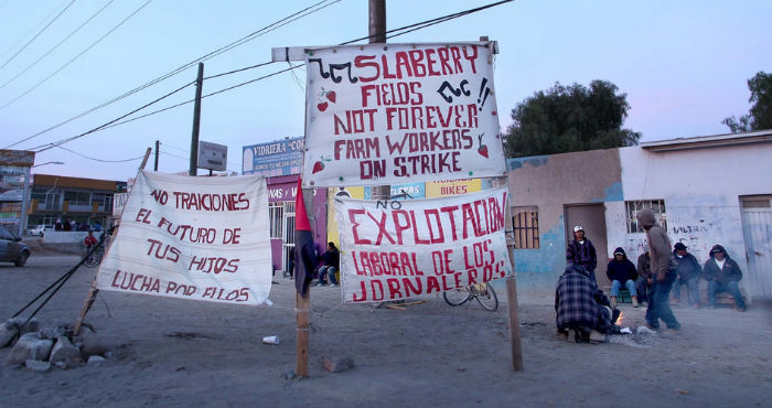 San Quintín desde finales de los setentas se convirtió en importante zona de inversión para empresas trasnacionales agrícolas . Foto: Vice