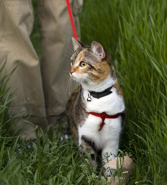 shutterstock_11597401