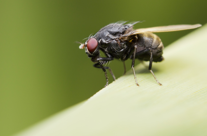 Las respuestas de comportamiento a amenazas visuales repetitivas expresan un constante estado de defensa en las moscas de las frutas, explica el estudio. Foto: Shutterstock.