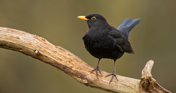 shutterstock_132117824