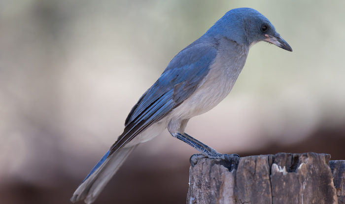 Los investigadores creían que las aves escogían sus alimentos y sobre todo las nueces según el tamaño, pero recientes estudios demostraron resultados diferentes.