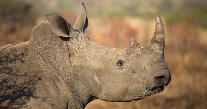 Los iniciadores de esta iniciativa afirmaron que los animales que se transportarían a Texas no estarán en el comercio, ni van a ser vendidos, o serán objeto de caza. Foto: Shutterstock.