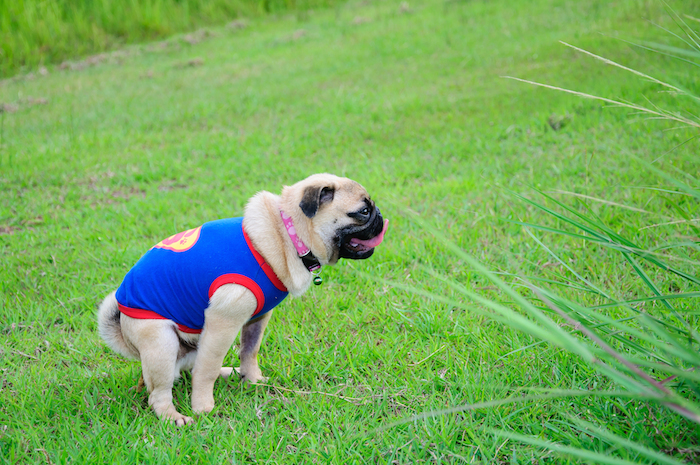 shutterstock_149770940