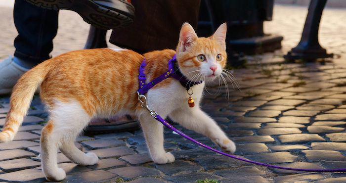 Los gatos que gustan de salir, prefieren caminar unos cuantos metros, pero hay otros que se sienten bastate cómodos pasando tiempo en el exterior. Foto: Shutterstock.