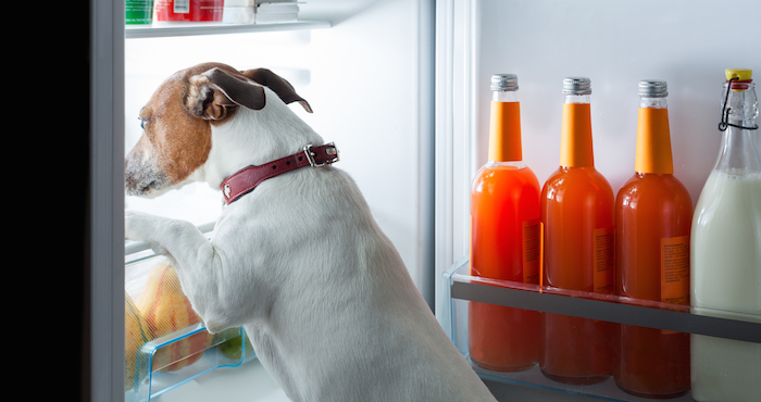 Aunque compartir un poco de nuestra comida con ellos puede dar gratificación inmediata a ti y tu mascota, los resultados a largo plazo pueden ser devastadores. Foto: Shutterstock.