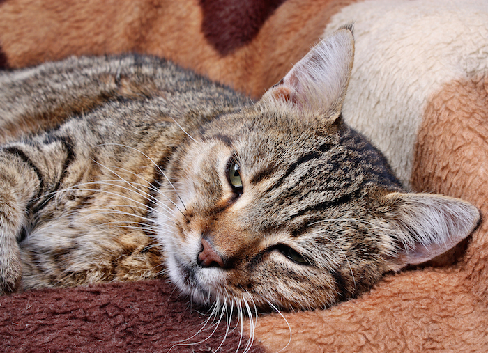 Es vital estar atento a cualquier cambio en los hábitos alimenticios, consumo de agua, niveles de energía o peso y consultar al veterinario ante la detección de los primeros signos. Foto: Shutterstock.