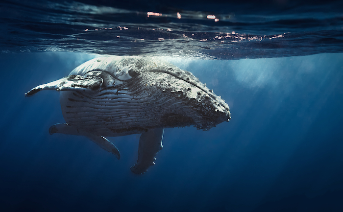 Gracias al estudio realizado en la Universidad de Stanford, los investigadores saben que las ballenas no reaccionan de manera tan rápida para evadir a los buques, por lo que la solución está en cambiar el manejo de las naves. Foto: Shutterstock.