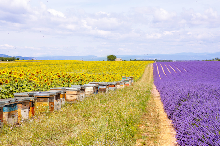 Noruega actúa ante la rápida y masiva mortandad que se está viviendo entre las poblaciones de abejas. Foto: Shutterstock.