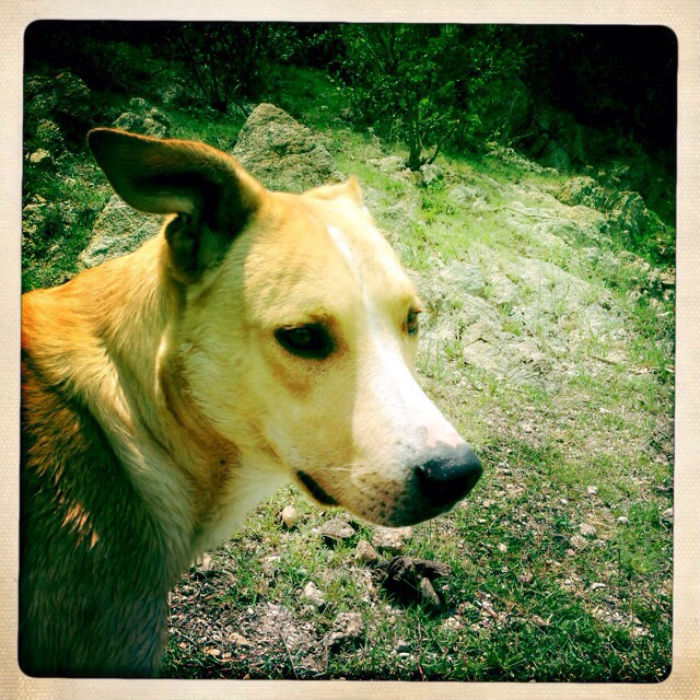 Ük fue hallado muerto por sus propietarios dentro del fraccionamiento y fue enterrado ese mismo día. Foto: Cortesía.