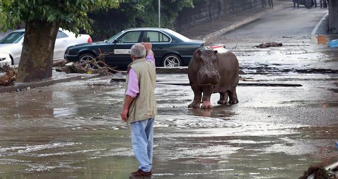 Las autoridades evacuaron los alrededores del zoológico de Tiflis, epicentro de las inundaciones. Foto: EFE.