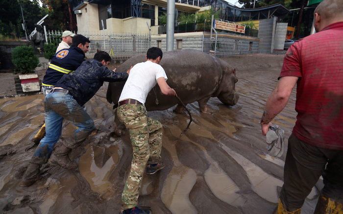Fotografía proporcionada por la oficina de prensa del primer ministro de Georgia que muestra un hipopótamo caminando por una calle inundada en Tiflis, Georgia. Foto: EFE.