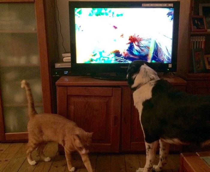 La televisión para perros puede servir para aquellas mascotas que permanecen solitarias en un hogar durante muchas horas. Foto: Facebook DOGTV.