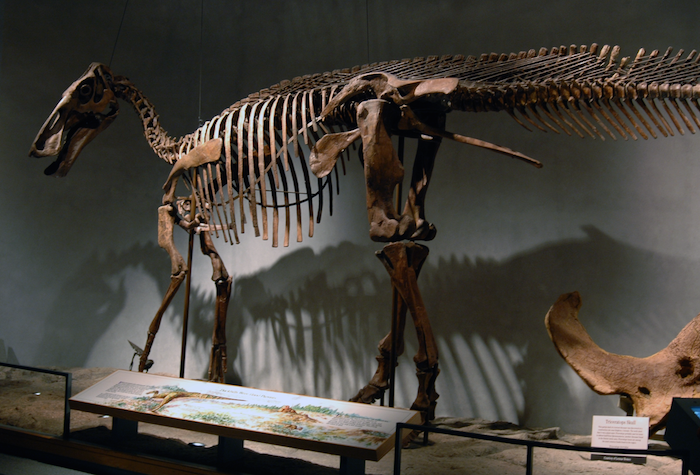 Un esqueleto de Edmontosaurus en el Museo de Denver de Naturaleza y Ciencia. Foto: Especial.