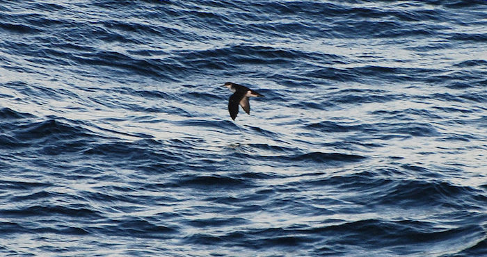 La pardela de Townsend que habita en la isla Socorro del archipiélago de Revillagigedo de México es una rara especie de ave procelariforme. Foto: Especial.