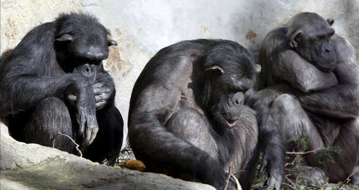 Estudio revela que un grupo de chimpancés en estado salvaje consumen alcohol de palma. Foto: EFE