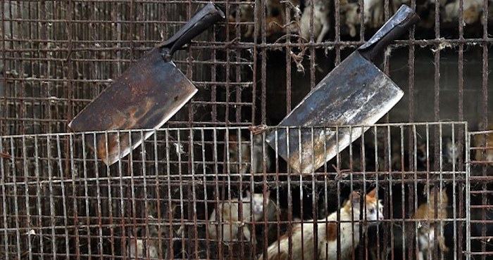 La asociación HSI afirma que los comerciantes roban perros con dueño, para matarlos y comercializar de manera ilegal su carne. Foto: HSI.