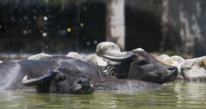 La manada de búfalos marcha donde las hembras miran con anterioridad. A esta conducta se le denominó "comportamiento de voto". Foto: Cuartoscuro