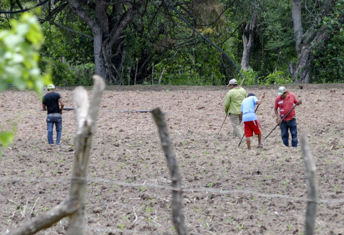 La mayoría de los pequeños productores de maíz viven en la pobreza. Foto: Cuartoscuro