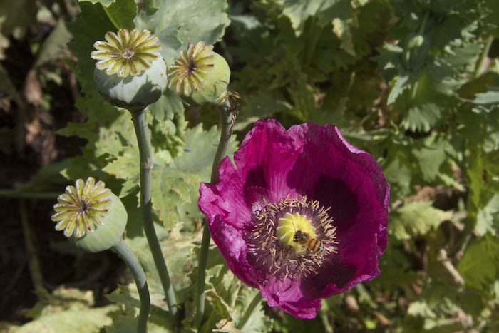 La amapola es la planta con la que se produce la heroína. Foto: Cuartoscuro.