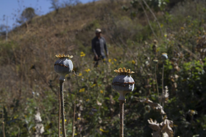 Los campesinos que cultivan la amapola en México muchas veces trabajan bajo amenazas y extorsión. Foto: Cuartoscuro.