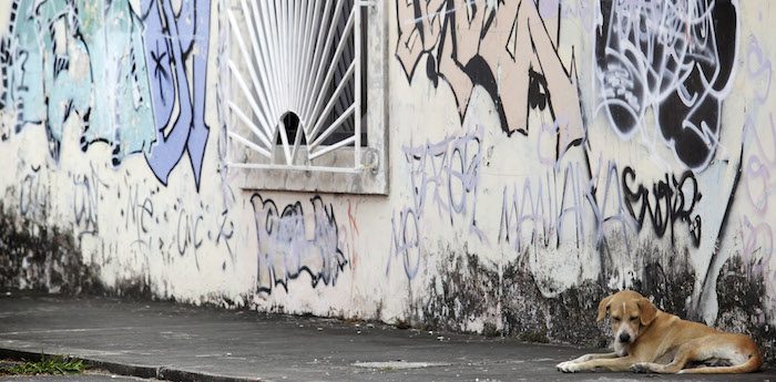 En diferentes lugares de México y el mundo hay muchas especies de animales ferales, entre las que se cuentan perros, gatos, cerdos y caballos. Foto: Cuartoscuro.