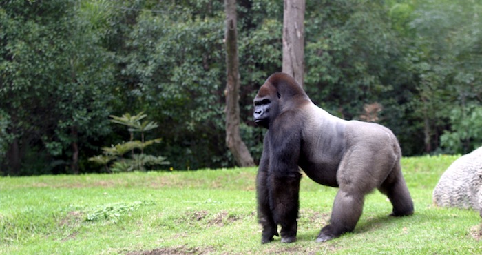 Los gorilas deciden desplazarse sólo si el 65 por ciento del grupo lo pide con sus llamadas. Foto: Cuartoscuro