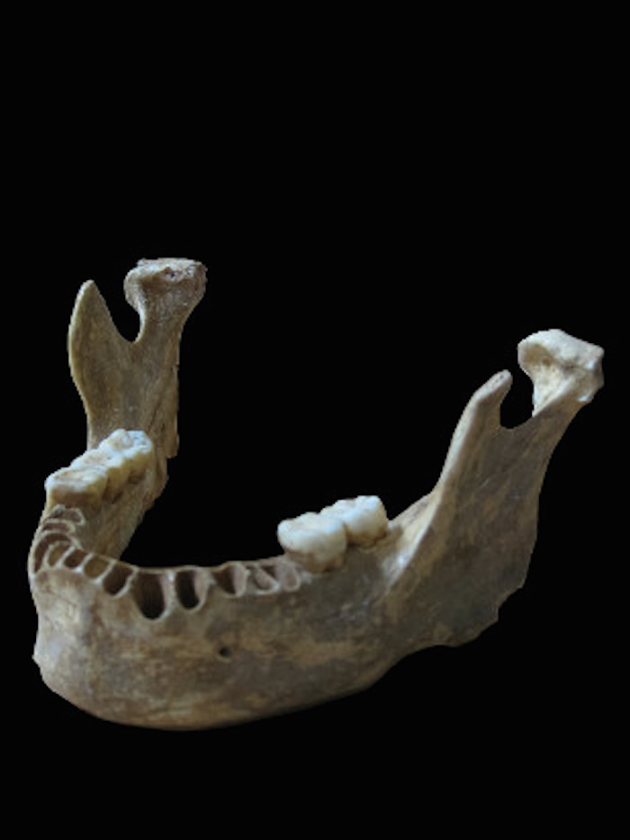 ADN tomada de una mandíbula humana de hace 37 mil años, en Rumania, revela que este hombre tenía un ancestro Neandertal. Foto: Institute for Evolitionary Anthropology.