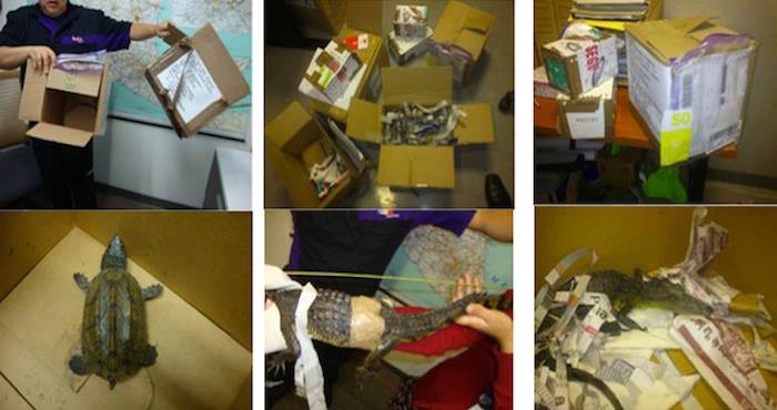 Los ejemplares asegurados fueron canalizados de manera inmediata a un herpetario especializado para su cuidado y valoración médica. Foto: profepa.gob.mx