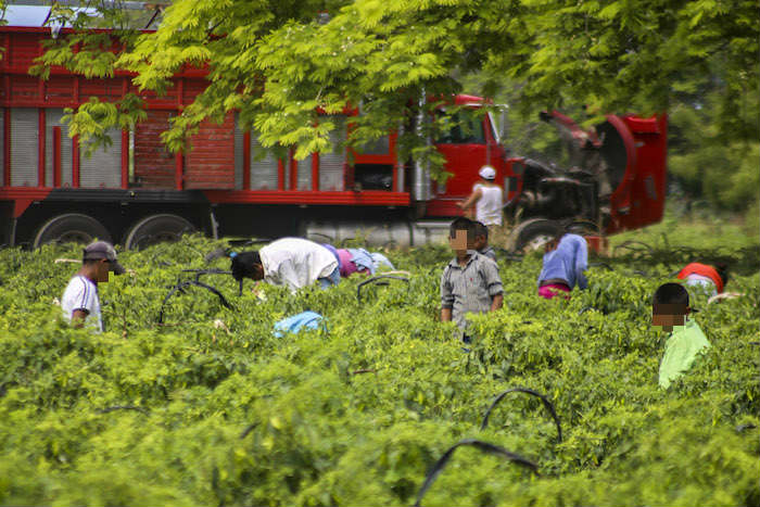 De acuerdo con las agencias de la ONU el 1.4 por ciento de niñas y niños entre 5 y 9 años realizan actividades económicas. Foto: Cuartoscuro.
