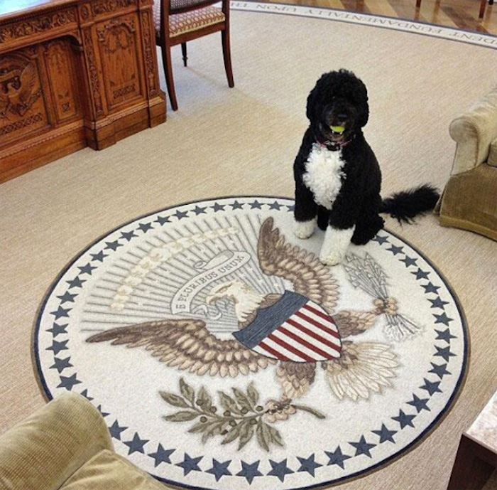 Bo, el perro del Presidente de Estados Unidos, también es popular en las redes sociales, pues la Casa Blanca incluso comparte información del perro de compañía de Barack. Foto: Facebook.