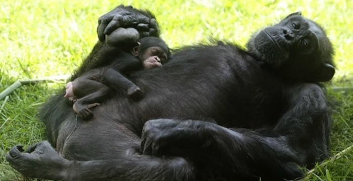 El Servicio de Pesca y Vida Silvestre de EU declaró a todos los chimpancés, libres y en cautiverio, como especie en peligro. Foto: EFE