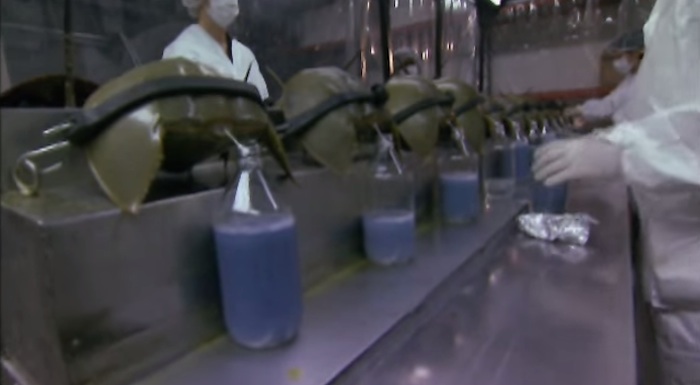 El cuarto de litro del extracto de la sangre de esta especie puede equivaler hasta 15 mil dólares. Foto: YouTube PBS.