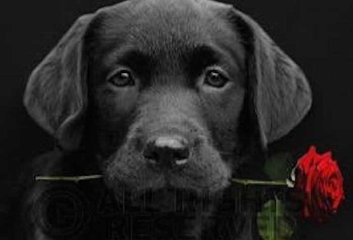 Philae Hollande en su imagen de perfil para su cuenta de Twitter.