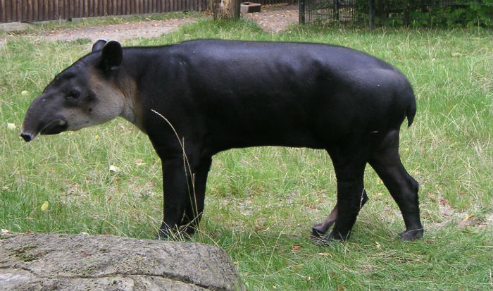 Los tapires son animales solitarios y generalmente inofensivos. Se sabe que prefieren estar activos durante horas crepusculares y nocturnas, además de evadir sitios con actividad humana. Lo que los convierte en unos “fantasmas de la selva”. Foto: Especial. 