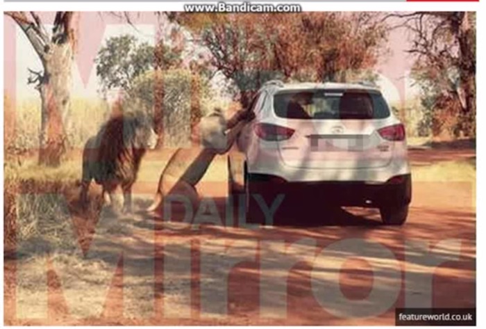 La imagen muestra al animal pegado a la ventanilla abierta del asiento trasero de la camioneta donde se encontraba Chappell. Foto: featureworld